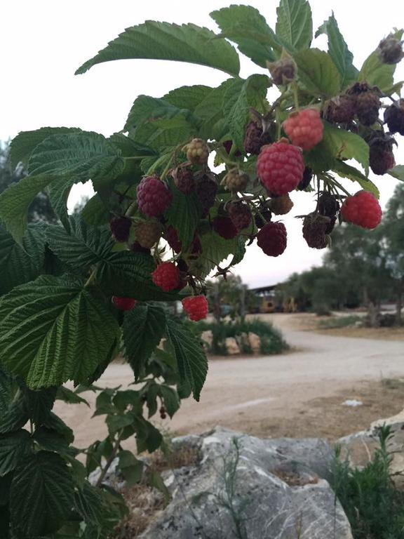 Agriturismo Armienti Villa Toritto Eksteriør billede